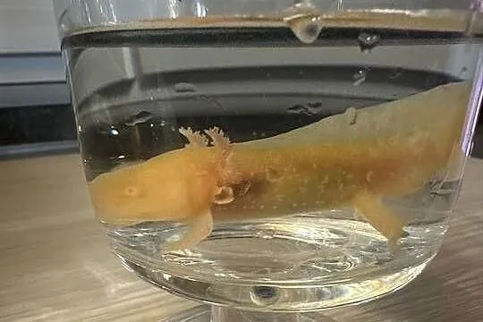 Aksolotl Axolotl Salamandra Meksykańska Płaz Meksykański Ryba Jaszczurka, Wielkopolskie, Kępno