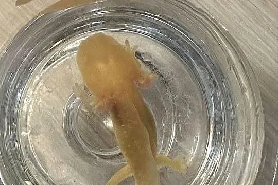 Aksolotl Axolotl Salamandra Meksykańska Płaz Meksykański Ryba Jaszczurka, Wielkopolskie, Kępno