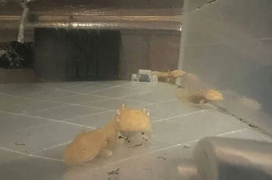 Aksolotl Axolotl Salamandra Meksykańska Płaz Meksykański Ryba Jaszczurka, Wielkopolskie, Kępno