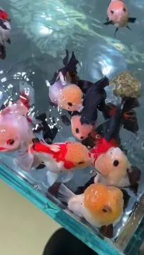UARU PANDA AKWARIUM RYBY ŚŁODKOWODNE I DZIĘKUJĘ ZA SPRZEDAŻ.