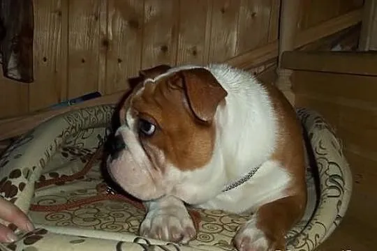 Super słodkie urocze i towarzysko Buldog angielski