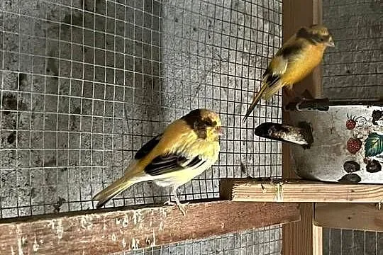 Sprzedam parę kanarków z tego roku, Wielkopolskie, Pleszew