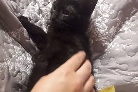 Do adopcji kotka Zwika