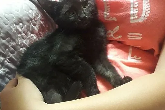 Do adopcji kotka Zwika, Łódzkie, Łódź