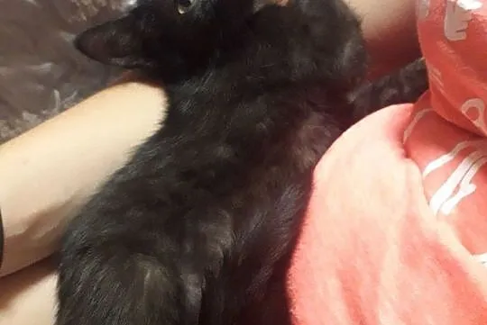 Do adopcji kotka Zwika, Łódzkie, Łódź