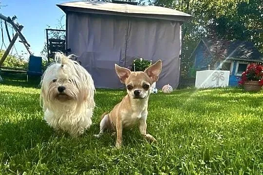 Chihuahua suczka