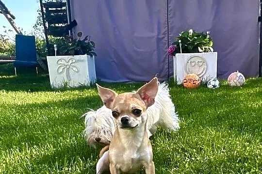 Chihuahua suczka, Świętokrzyskie, Raczyce