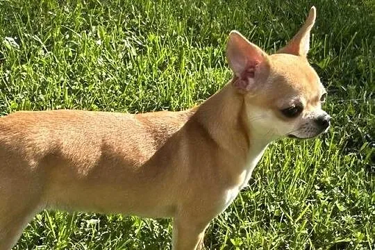 Chihuahua suczka, Świętokrzyskie, Raczyce