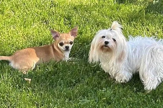 Chihuahua suczka, Świętokrzyskie, Raczyce