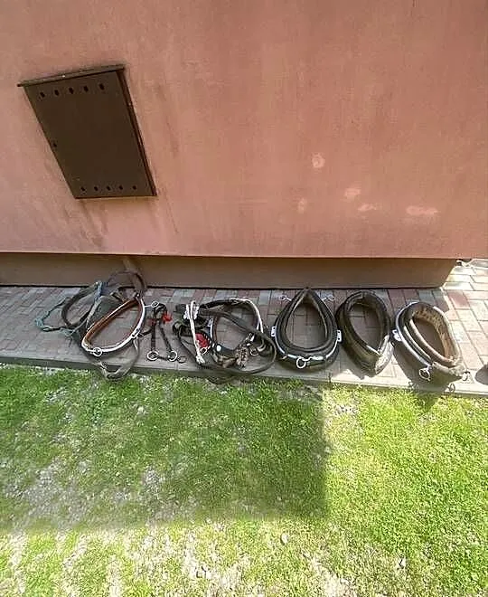 Witam sprzedam homonty dla konia, Podkarpackie, Urzejowice