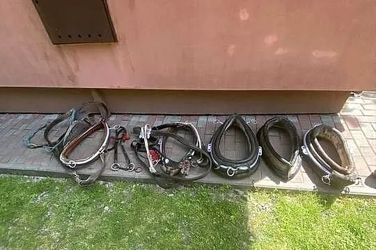 Witam sprzedam homonty dla konia, Podkarpackie, Urzejowice