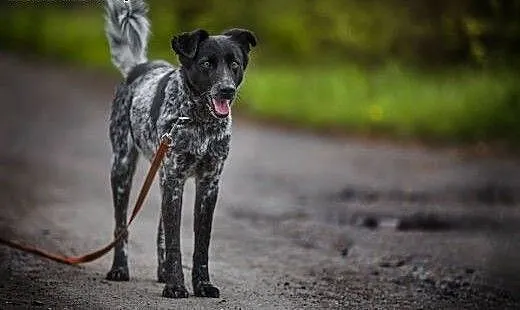 Psi anioł do adopcji, Łatek, dolnośląskie Lubin