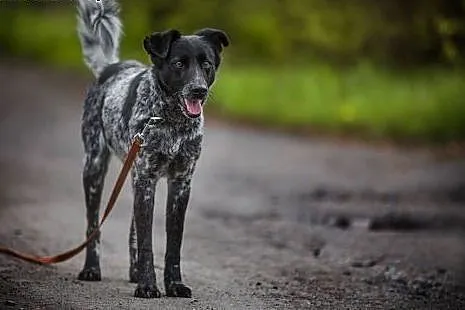 Psi anioł do adopcji, Łatek,  dolnośląskie Lubin
