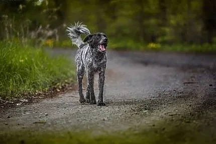 Psi anioł do adopcji, Łatek,  dolnośląskie Lubin