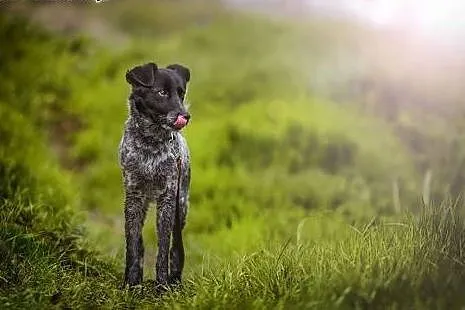 Psi anioł do adopcji, Łatek,  dolnośląskie Lubin