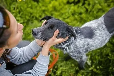 Psi anioł do adopcji, Łatek,  dolnośląskie Lubin