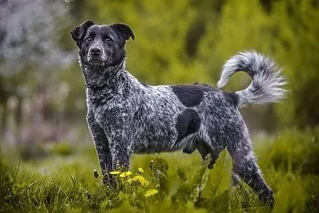 Psi anioł do adopcji, Łatek,  dolnośląskie Lubin