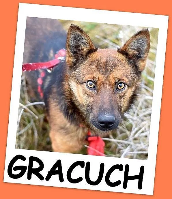 Mały 8 kg,przyjazny,łagodny,grzeczny psiak GRACUCH