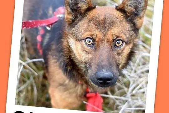 Mały 8 kg,przyjazny,łagodny,grzeczny psiak GRACUCH_Adopcja