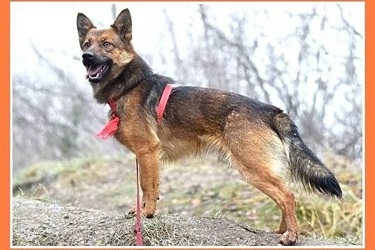 Mały 8 kg,przyjazny,łagodny,grzeczny psiak GRACUCH