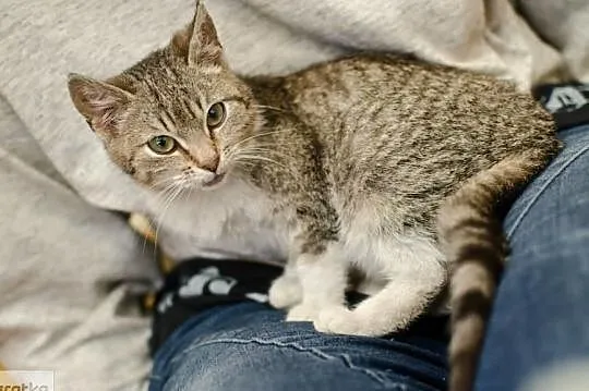 KOT: Mika szuka domu, Łódzkie, Tomaszów Mazowiecki
