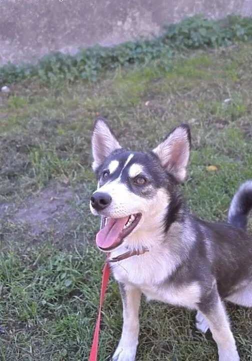 Nuri - uroczy szczeniak w typie husky czeka na dom