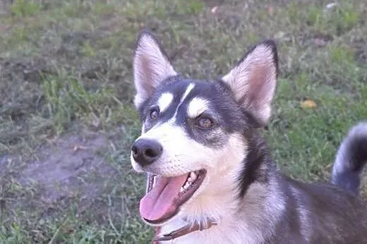 Nuri - uroczy szczeniak w typie husky czeka na dom
