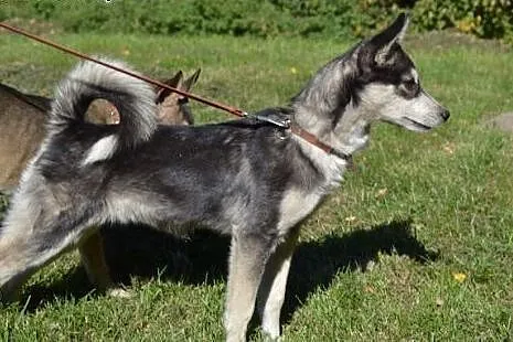 Nuri - uroczy szczeniak w typie husky czeka na dom