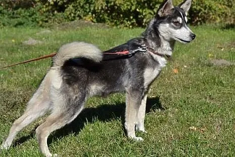 Nuri - uroczy szczeniak w typie husky czeka na dom
