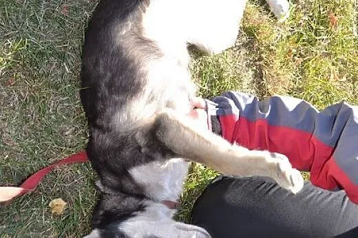 Nuri - uroczy szczeniak w typie husky czeka na dom