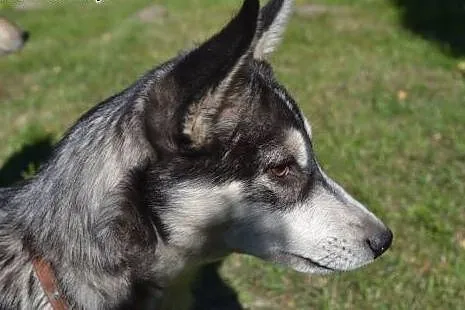 Nuri - uroczy szczeniak w typie husky czeka na dom