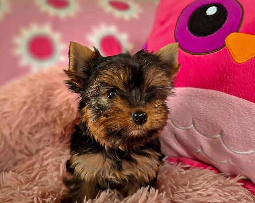 yorkshire terrier suczka, Zachodniopomorskie, Szczecin
