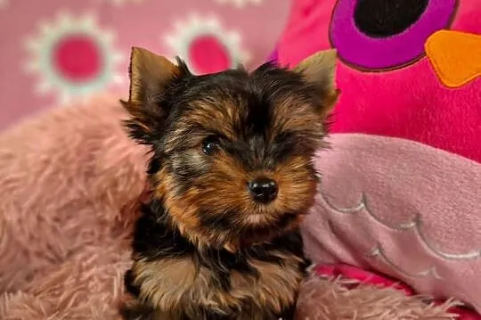 yorkshire terrier suczka, Zachodniopomorskie, Szczecin
