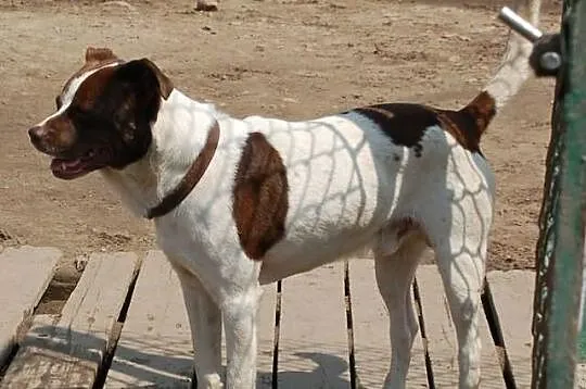 Frido kochany, łagodny, dogadujący się z innymi ps