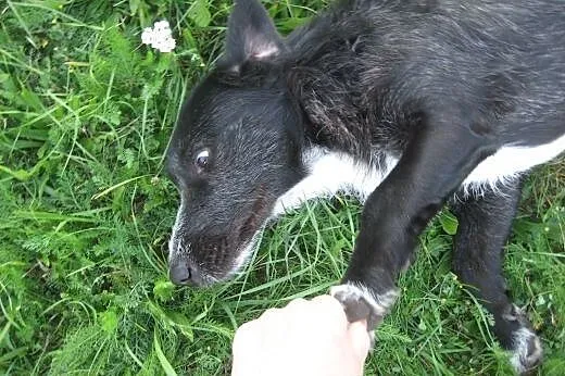 Kuba w typie sznaucera szuka domu z ogrodem,  świę