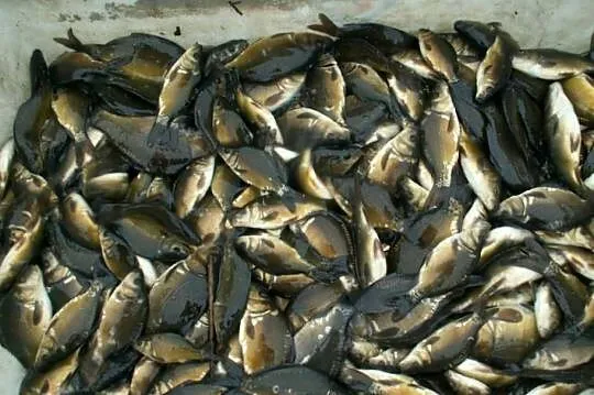 Ryby narybek Jesiotr Karaś koi kolorowy Karp Amur Tołpyga Szczupak Lin, Wielkopolskie, Kleczew