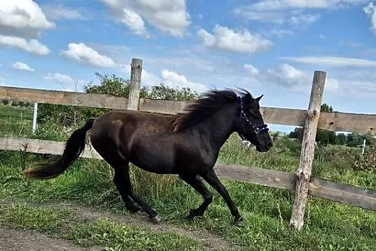 Kara klacz huculska 4,5 roku HROBY