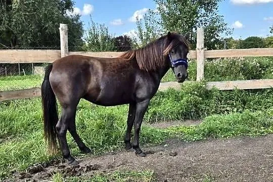 Kara klacz huculska 4,5 roku HROBY, Zachodniopomorskie, Pyrzyce