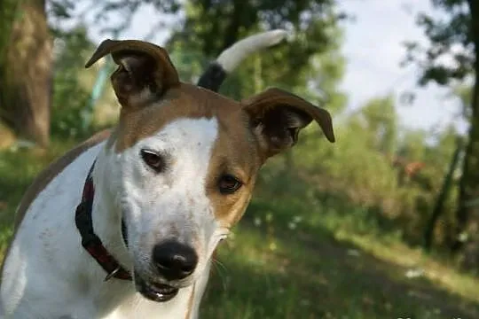 Zoja szuka domu