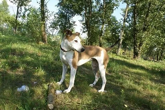 Zoja szuka domu