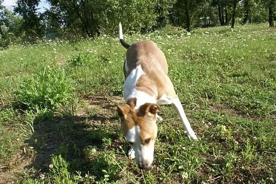 Zoja szuka domu