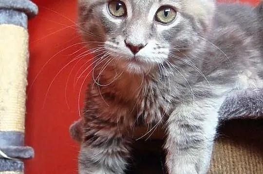 Rodowodowa kotka Maine Coon (a22)