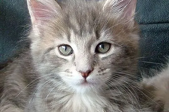 Rodowodowa kotka Maine Coon (a22)
