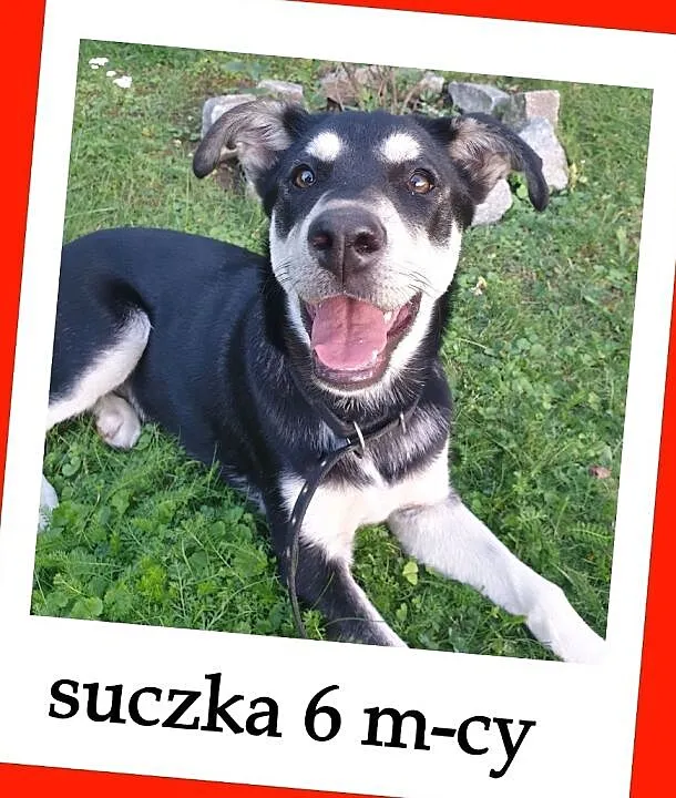 Szczeniak 6 m-cy z domu tymcz.kontaktowa,przyjazna sunia,docelowo duża.ADOPCJA!, , Wrocław