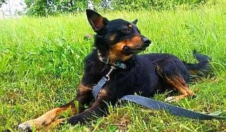 LALUŚ - mały, 9 kg cudowny psiaczek szuka domu, m