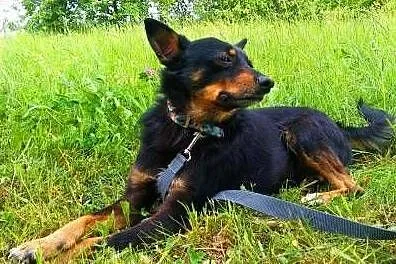 LALUŚ - mały, 9 kg cudowny psiaczek szuka domu,  m