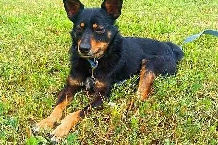 LALUŚ - mały, 9 kg cudowny psiaczek szuka domu,  m