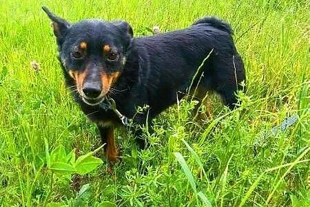 LALUŚ - mały, 9 kg cudowny psiaczek szuka domu,  m