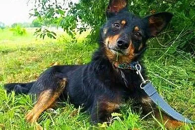 LALUŚ - mały, 9 kg cudowny psiaczek szuka domu,  m