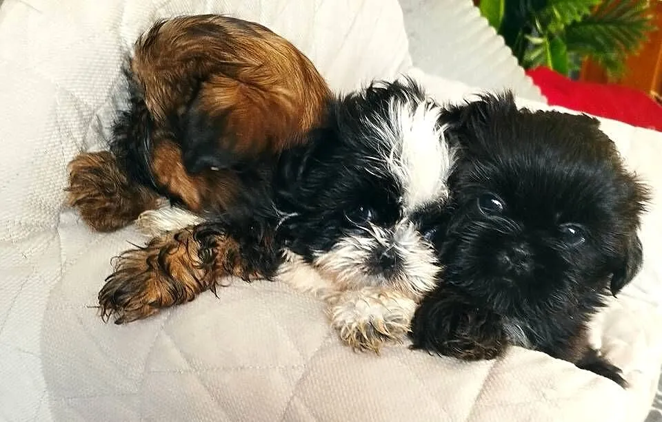 Shih Tzu sunie, Zachodniopomorskie, Sianów